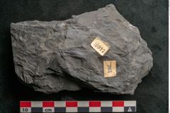 Foto (Detailansicht) von Callipteris sp.  (NHMW-GEO-2024-0188-10917)